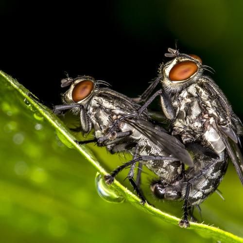 Mating flies