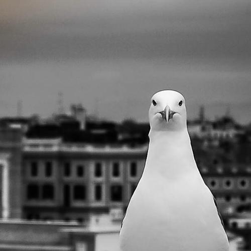 Gaviota Romana.