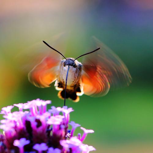The hummingbird