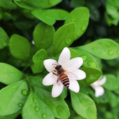 Bee