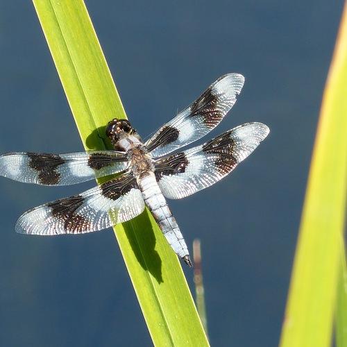 Photo #5405355