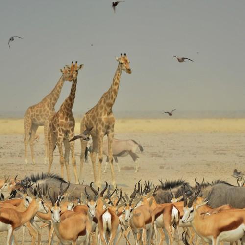 Diversity in drought