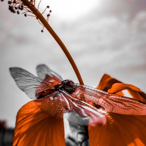 Photo #5406230