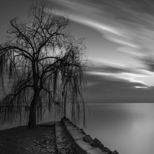 Tree at Sunset