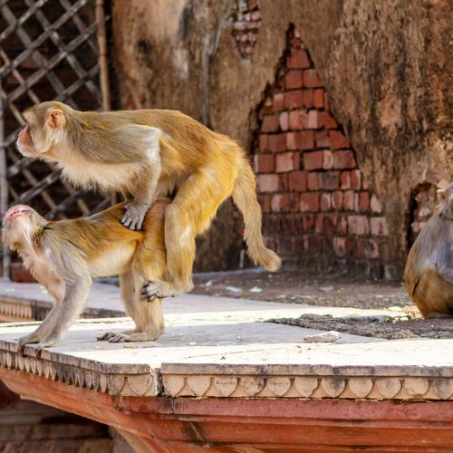 Streets of Vrindavan