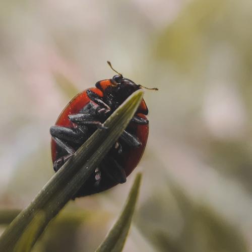 Tiny Climb, Big World