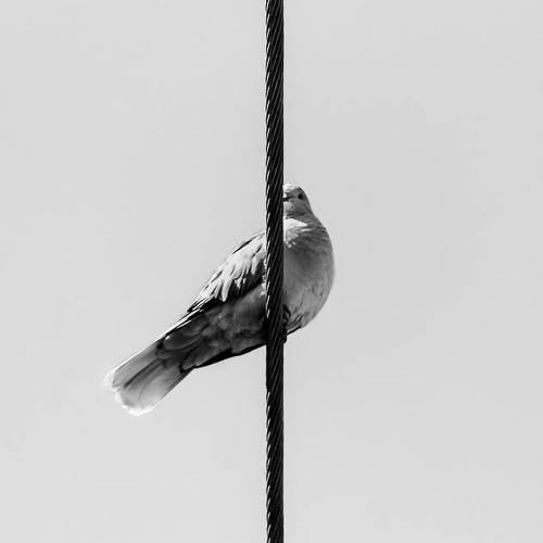 Solitario