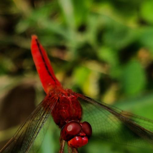 Photo #5409874