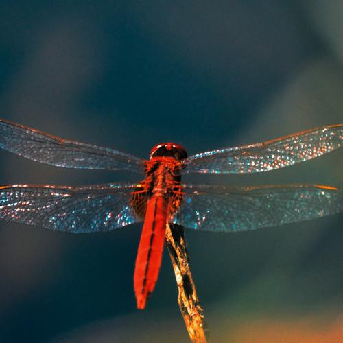 Photo #5409886