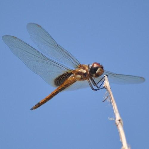 Photo #5410472