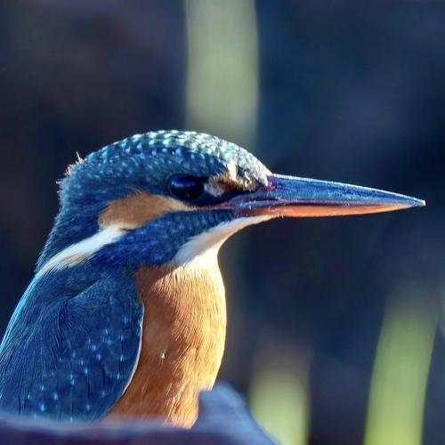 Kingfisher