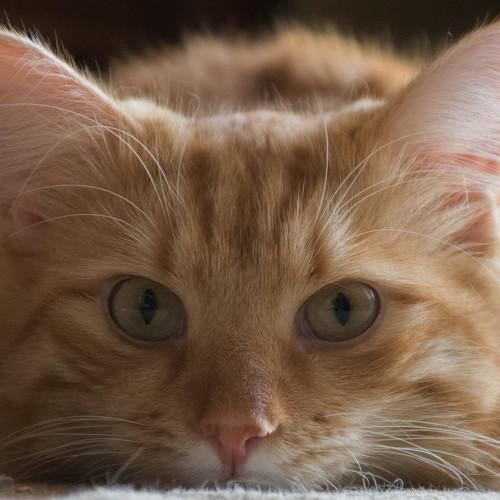 Photo #5415594