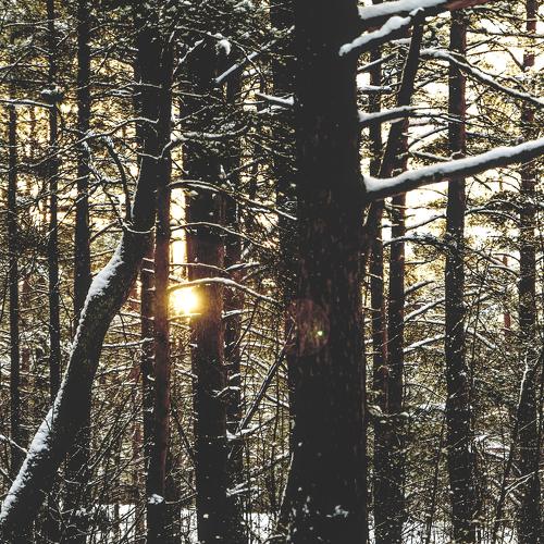 Winter forest