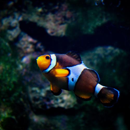 Photo #5418315