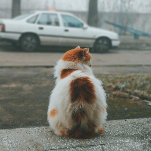 Photo #5418327