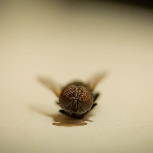 Photo #5418328