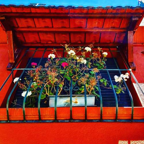 Flores de primavera, Montevideo.