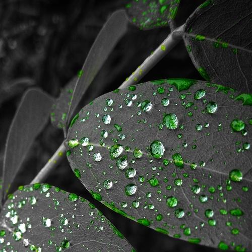 Rain drops on leaf