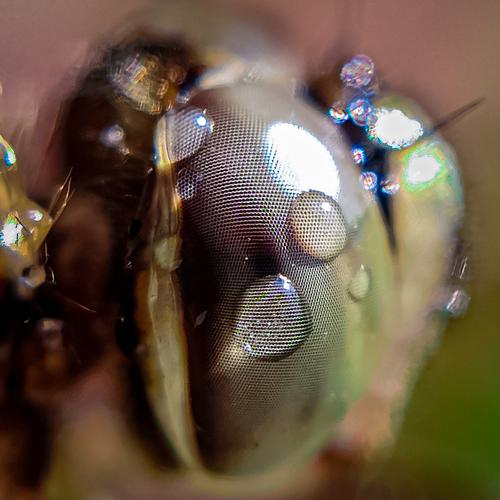 Close up shot of dragonfly