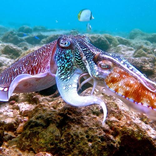 cuttlefish family