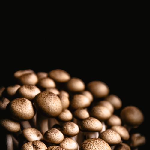 Photo #5424859