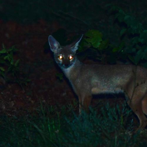 Indian Fox