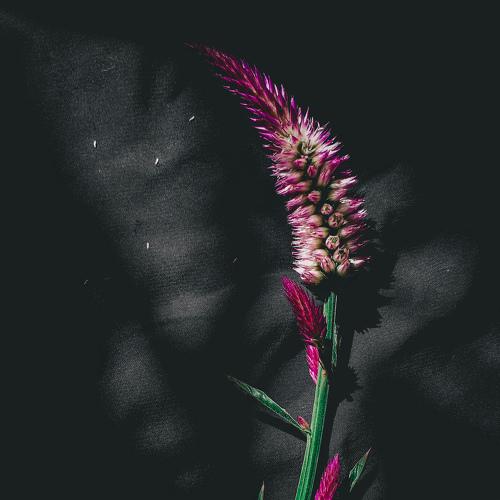 Photo #5429685