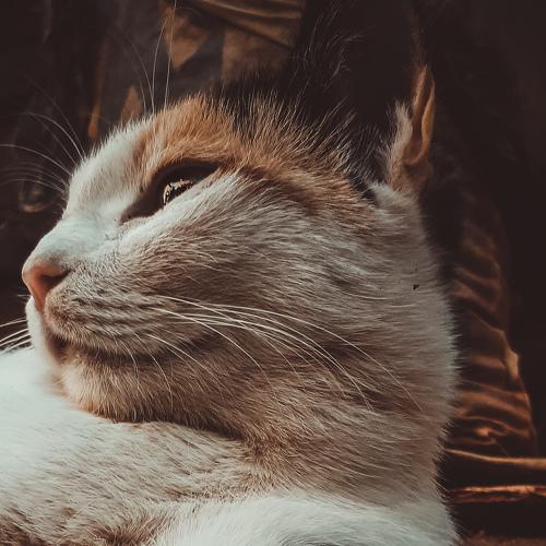 Photo #5430759