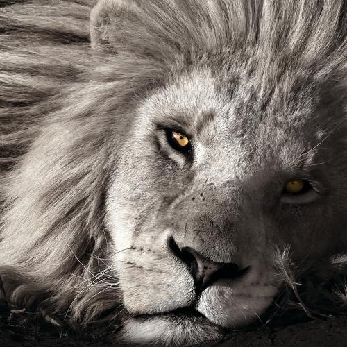 Photo #5433976
