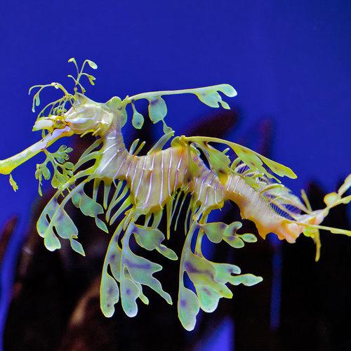 sea horse