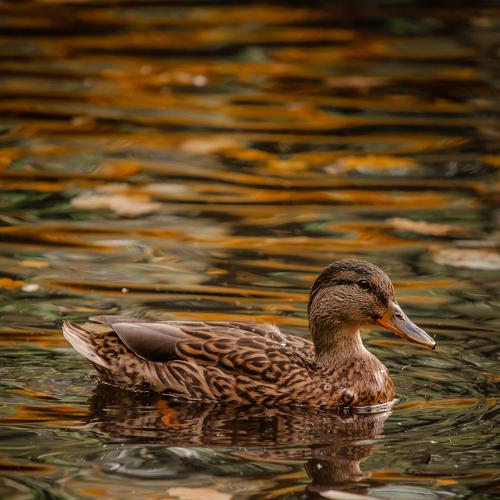 Photo #5436164