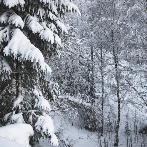 Photo #5436905