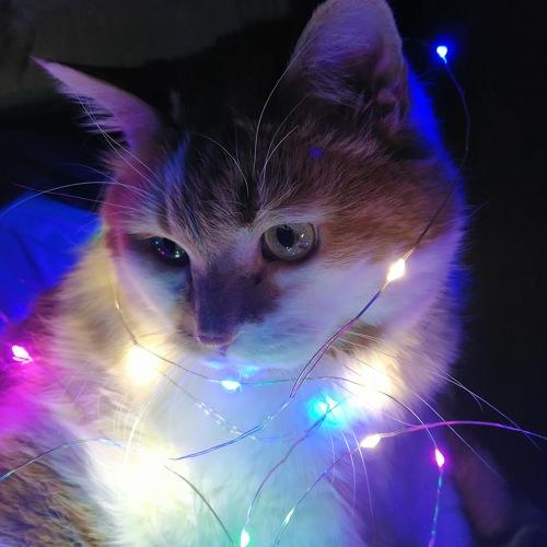 Photo #5437675
