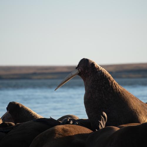 Лаптевские моржи