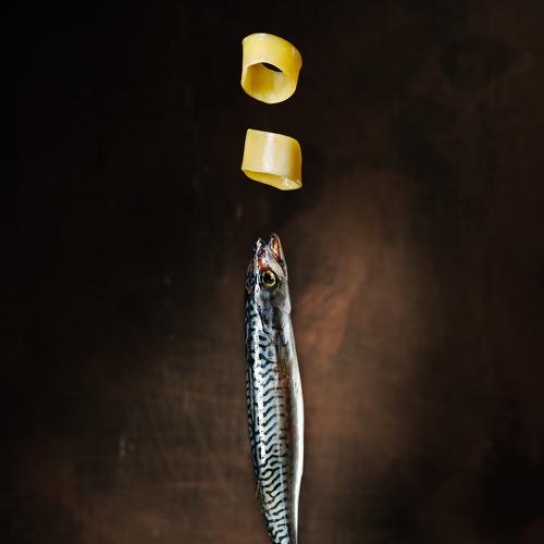 Calamarata with mackerel