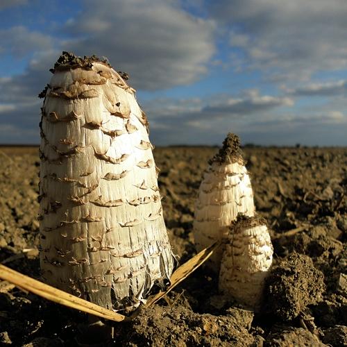 Ноябрьский гриб