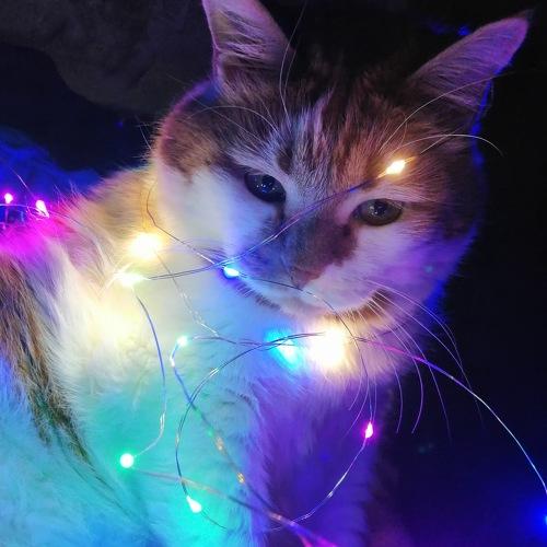 Photo #5445114