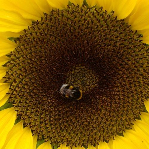 Sun bee