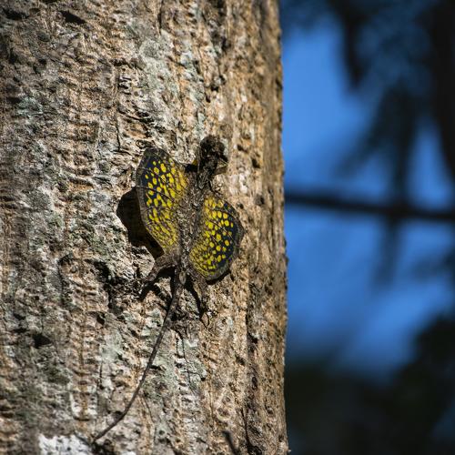 Draco (Gliding Lizard)