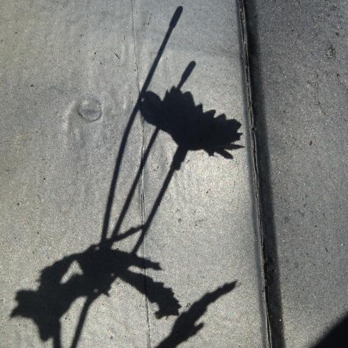 Photo #5447574