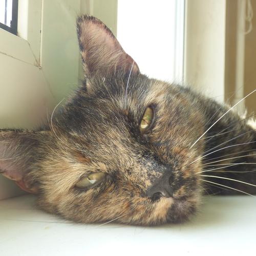 Photo #5447838