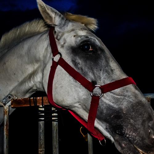 Photo #5449852