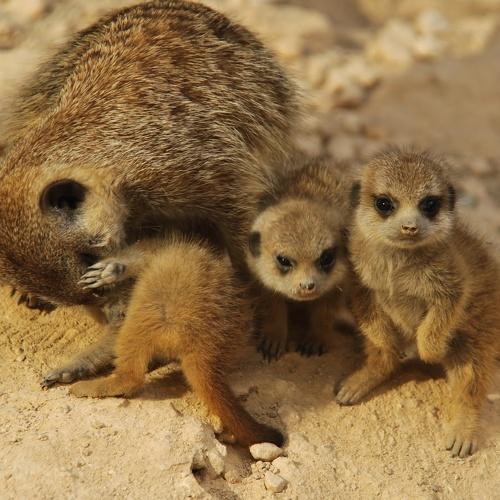 Photo #5450495