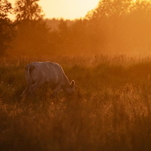 Photo #5451048