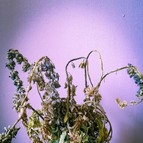 dead flowers