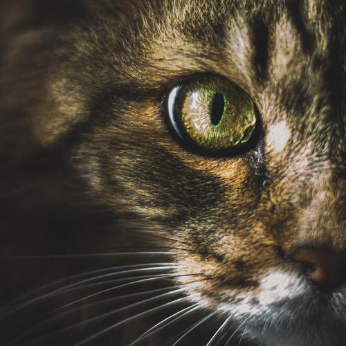 Photo #5453838