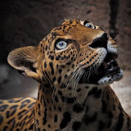 Leopard eyes