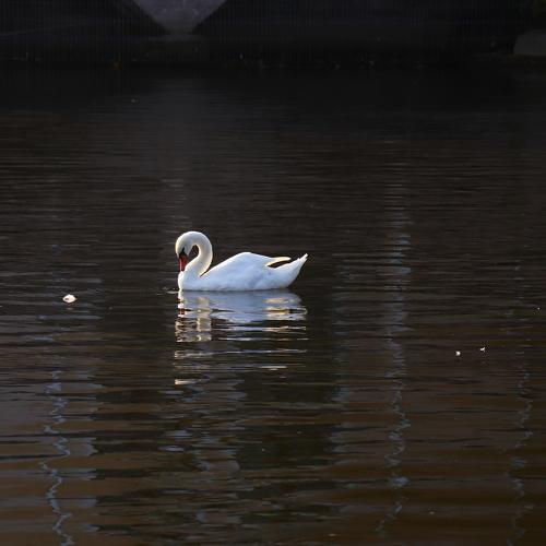 Photo #5456455