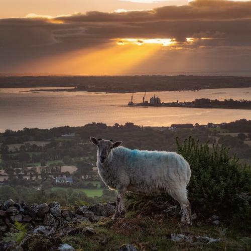 Carlingford Lough