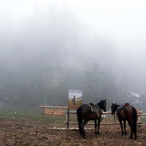 Photo #5458694